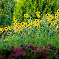 Sunflower Sunfinity™ F1 Seed