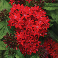 Pentas Lucky Star Mix F1 Seed