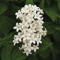 Pentas Lucky Star Mix F1 Seed