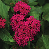 Pentas Lucky Star Mix F1 Seed