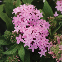 Pentas Lucky Star Mix F1 Seed