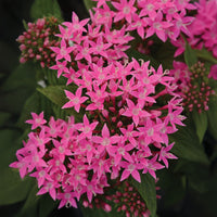Pentas Lucky Star Mix F1 Seed