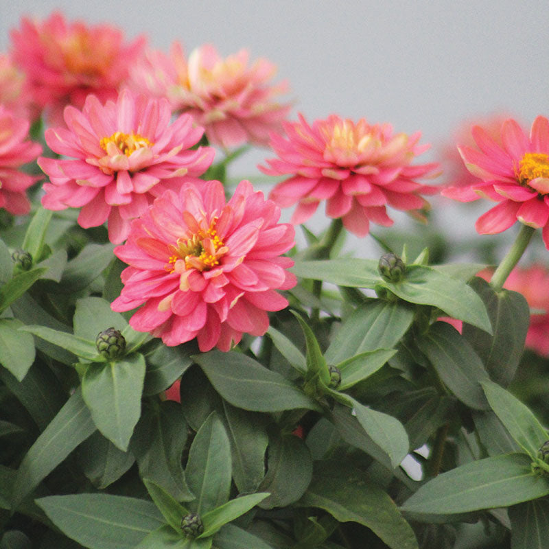Zinnia Zahara Double Salmon Seed