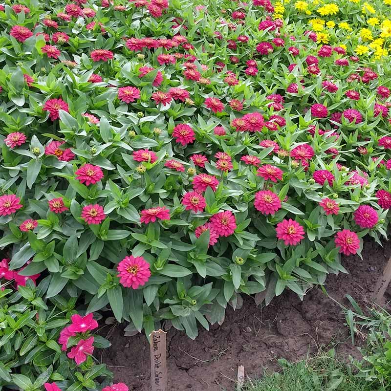 Zinnia Zahara Double Salmon Seed
