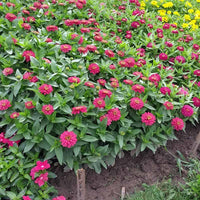 Zinnia Zahara Double Salmon Seed
