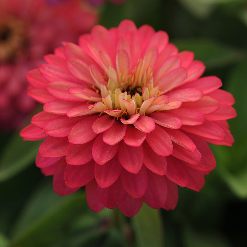 Zinnia Zahara Double Salmon Seed