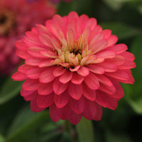 Zinnia Zahara Double Salmon Seed