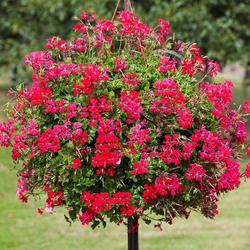 Geranium Reach Out Red F1 Seed