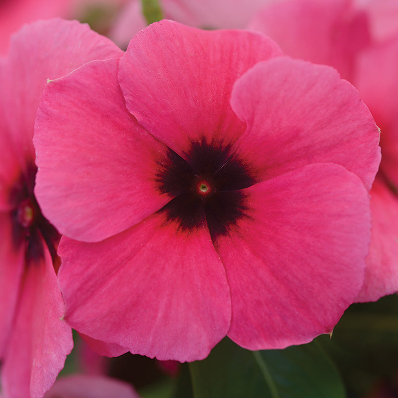 Vinca Tattoo™ Raspberry Seed