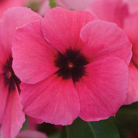 Vinca Tattoo™ Raspberry Seed