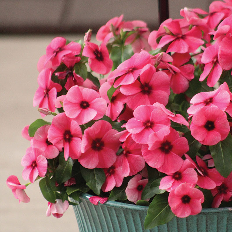 Vinca Tattoo™ Raspberry Seed