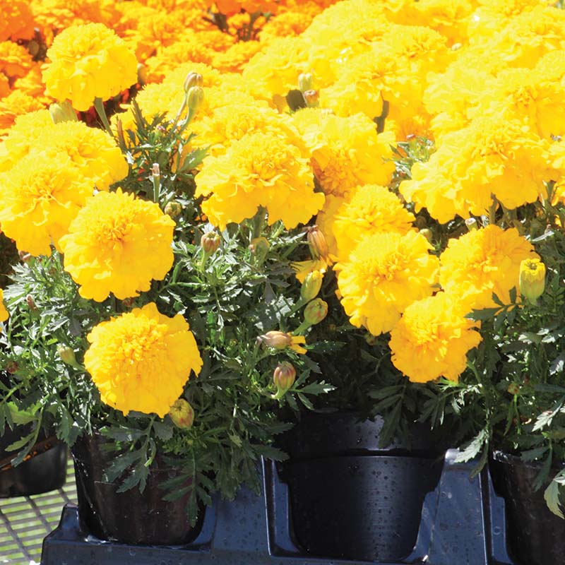 Marigold Super Hero™ Mix Seed