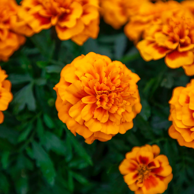 Marigold Super Hero™ Mix Seed