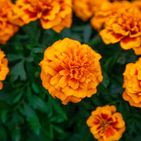 Marigold Super Hero™ Mix Seed