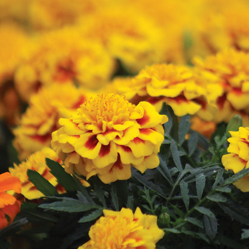 Marigold Super Hero™ Mix Seed