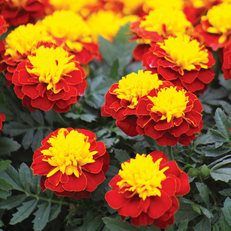 Marigold Super Hero™ Mix Seed