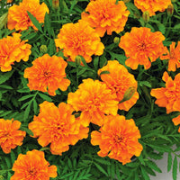Marigold Super Hero™ Mix Seed