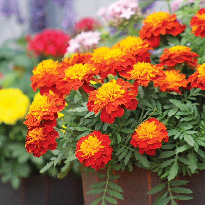 Marigold Super Hero™ Mix Seed
