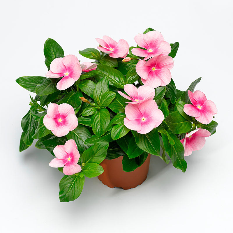 Vinca Cora Cascade Shell Pink F1 Seed