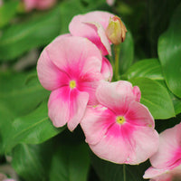 Vinca Cora Cascade Shell Pink F1 Seed