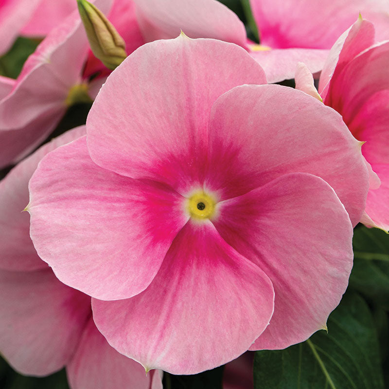 Vinca Cora Cascade Shell Pink F1 Seed