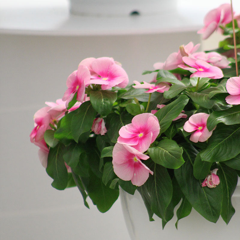 Vinca Cora Cascade Shell Pink F1 Seed