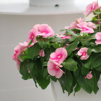 Vinca Cora Cascade Shell Pink F1 Seed
