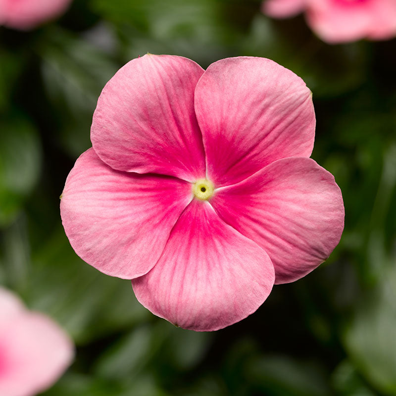 Vinca Cora Cascade Shell Pink F1 Seed