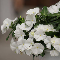 Vinca Cora Cascade White F1 Seed