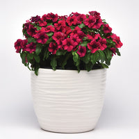Vinca Tattoo™ Black Cherry Seed