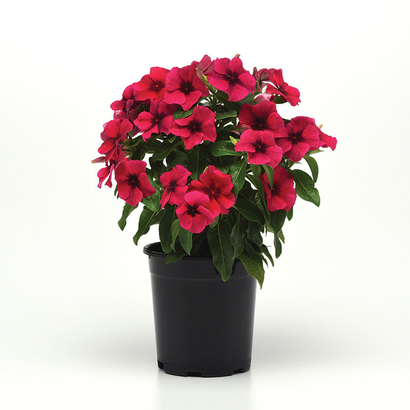 Vinca Tattoo™ Black Cherry Seed