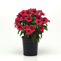 Vinca Tattoo™ Black Cherry Seed