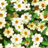 Zinnia Profusion AAS Mix Seed