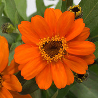 Zinnia Profusion AAS Mix Seed
