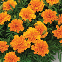Marigold Super Hero Orange Seed