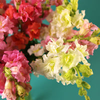 Snapdragon Madame Butterfly Mix F1  Seed