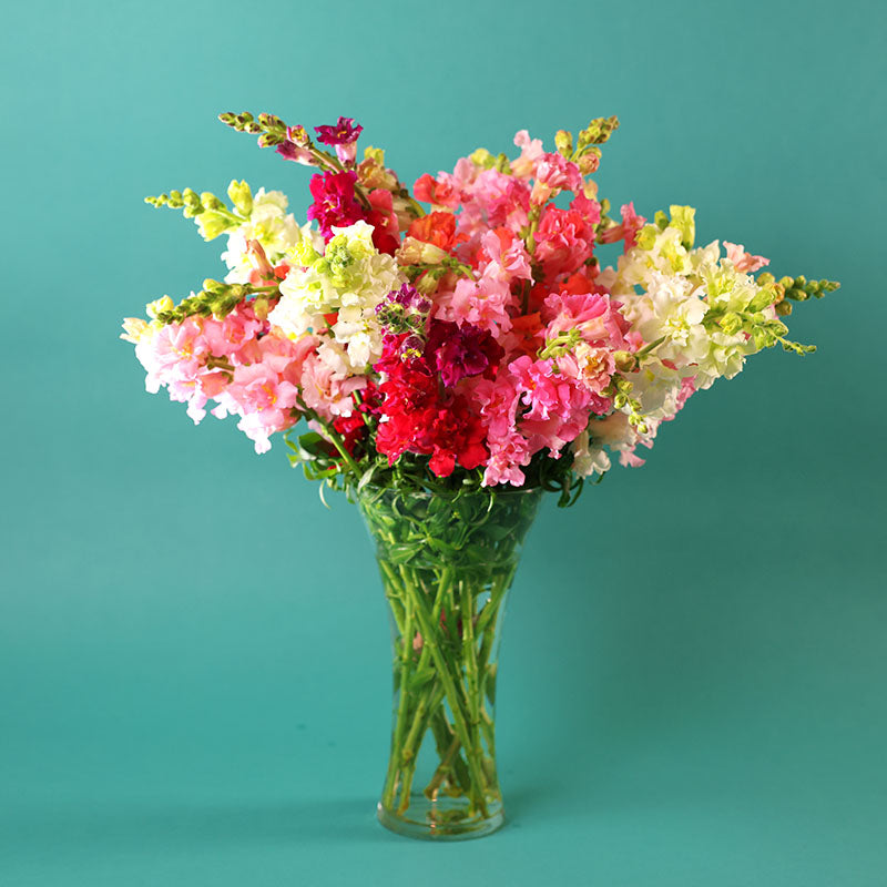 Snapdragon Madame Butterfly Mix F1  Seed
