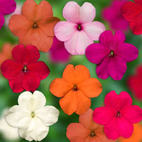 Impatiens Imara XDR Proformula Mix F1 Seed