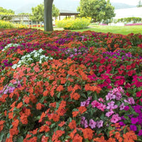 Impatiens Imara XDR Proformula Mix F1 Seed