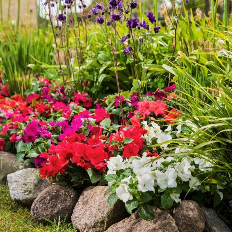 Impatiens Imara XDR Proformula Mix F1 Seed