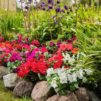 Impatiens Imara XDR Proformula Mix F1 Seed