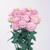 Lisianthus Voyage 2 Pink Seed
