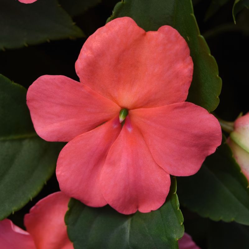 Impatiens Beacon Coral Seed