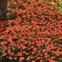 Impatiens Beacon Salmon Seed
