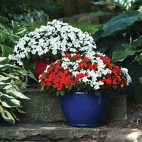 Impatiens Beacon Cape Pine Mix Seed