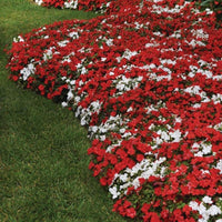 Impatiens Beacon Cape Pine Mix Seed