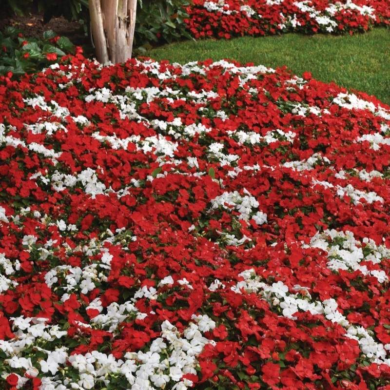 Impatiens Beacon Cape Pine Mix Seed