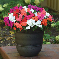 Impatiens Beacon Formula Mix F1 Seed