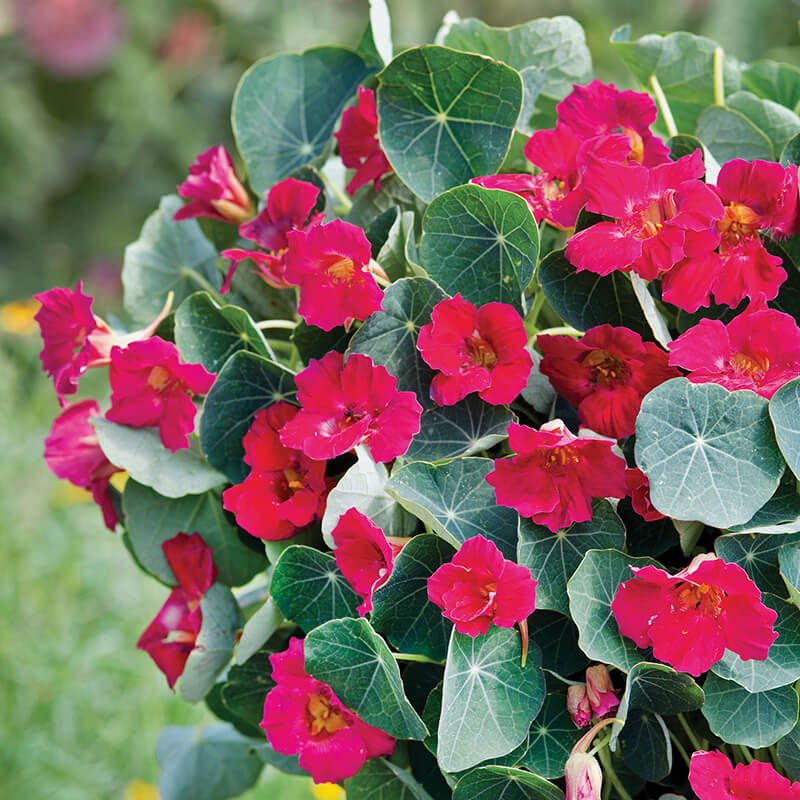 Nasturtium Baby Rose Seed
