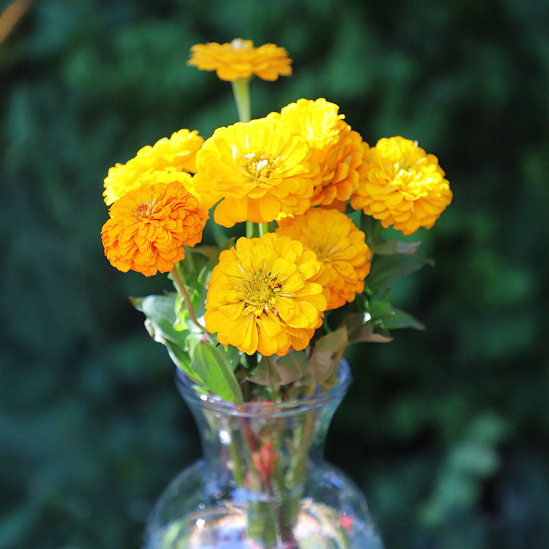 Zinnia Oklahoma Golden Yellow Seed